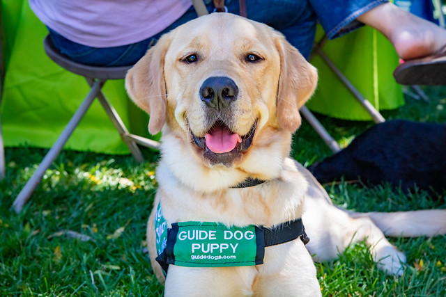 TeamSnap and Guide Dogs for the Blind: Raising Puppy Heroes